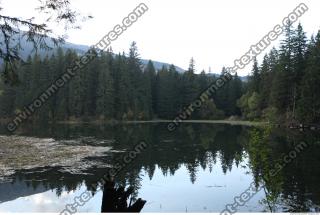 Photo Reference of Background Forest